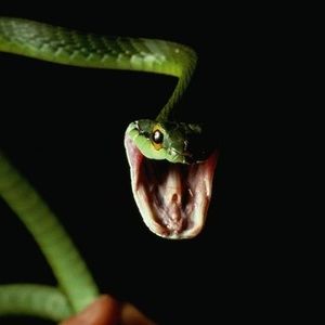 Meet your Posher, Justice